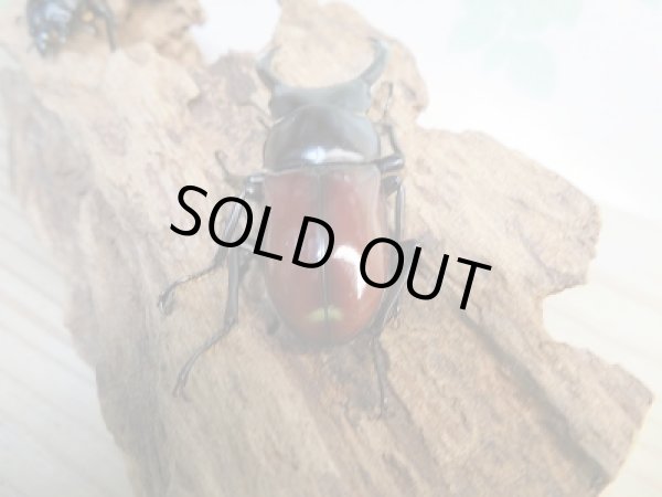 画像3: ☆新成虫☆アローコクワガタ（亜種リエン）♂57ミリ♀39ミリペア販売！！ (3)