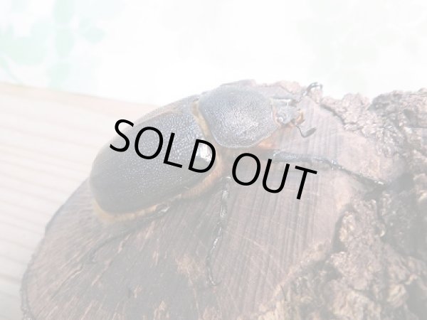 画像4: 人気種!!新成虫☆サタンオオカブト♂79ミリ♀63ミリ+♀55ミリトリオ販売!! (4)