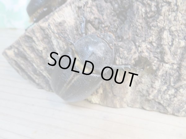 画像5: 人気種!!新成虫☆サタンオオカブト♂79ミリ♀63ミリ+♀55ミリトリオ販売!! (5)