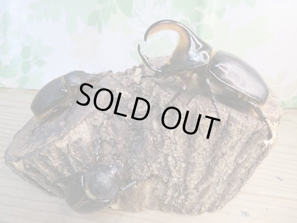 画像6: 人気種!!新成虫☆サタンオオカブト♂79ミリ♀63ミリ+♀55ミリトリオ販売!! (6)