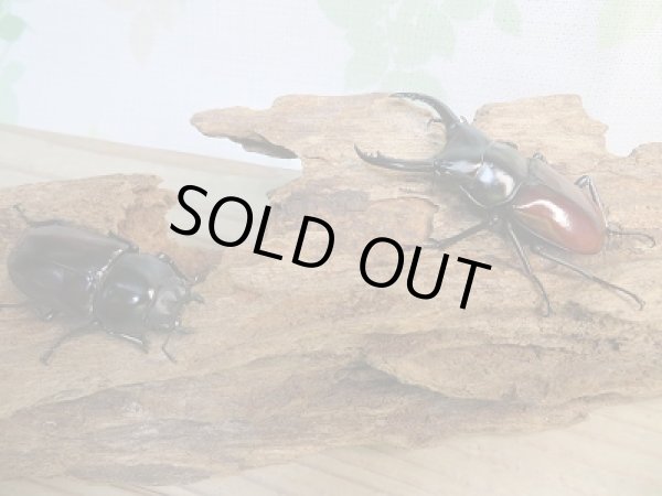 画像5: ☆新成虫☆アローコクワガタ（亜種リエン）♂57ミリ♀39ミリペア販売！！ (5)