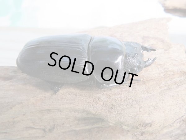 画像4: ☆今季ブリード用☆能勢産!国産オオクワガタ♂84ミリ♀53ミリ大型ペア販売!! (4)