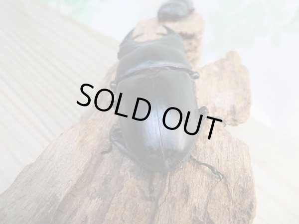 画像3: ☆今季ブリード用☆能勢産!国産オオクワガタ♂84ミリ♀53ミリ大型ペア販売!! (3)