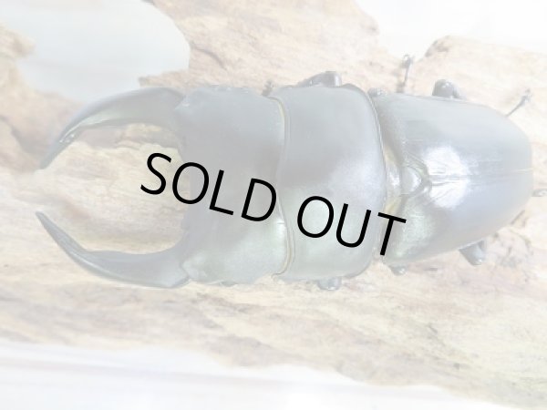 画像2: ☆今季ブリード用☆能勢産!国産オオクワガタ♂84ミリ♀53ミリ大型ペア販売!! (2)