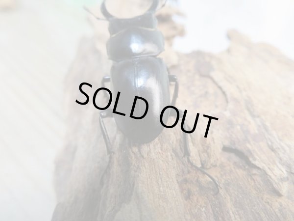 画像3: レア種☆WF2☆ウーコクワ（ドルクス・ウー）♂37ミリ♀30ミリ別血統ペア販売！！ (3)