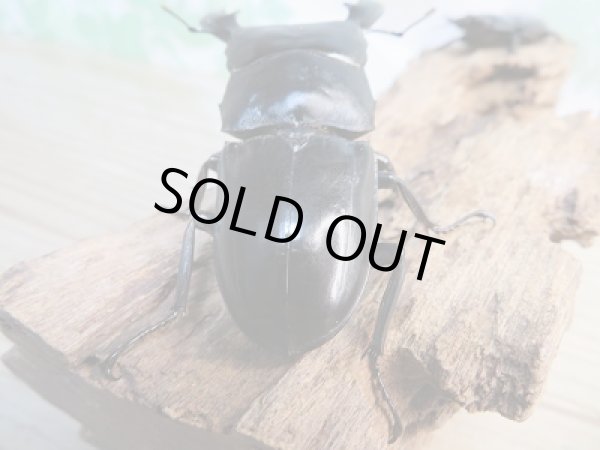 画像3: 即ブリ☆レッドアイ☆パラワンオオヒラタクワガタ♂74ミリ♀48ミリペア販売！！ (3)