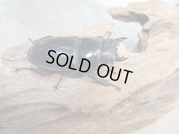 画像4: 即ブリ☆レッドアイ☆パラワンオオヒラタクワガタ♂74ミリ♀48ミリペア販売！！ (4)