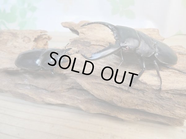 画像5: 即ブリ☆レッドアイ☆パラワンオオヒラタクワガタ♂74ミリ♀48ミリペア販売！！ (5)