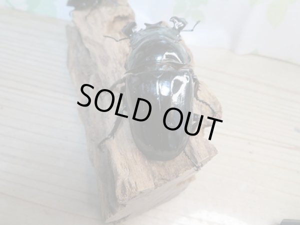 画像3: ☆大型新成虫☆タランドゥスオオツヤクワガタ♂83ミリ♀54ミリペア販売!! (3)