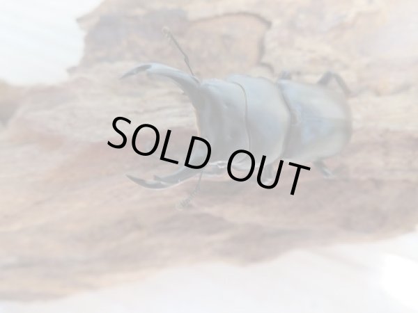 画像2: レア種☆WF2☆ウーコクワ（ドルクス・ウー）♂37ミリ♀30ミリ別血統ペア販売！！ (2)