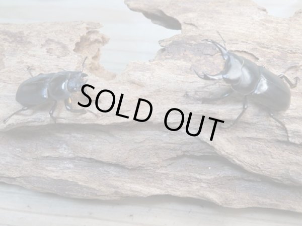 画像5: レア種☆WF2☆ウーコクワ（ドルクス・ウー）♂37ミリ♀30ミリ別血統ペア販売！！ (5)