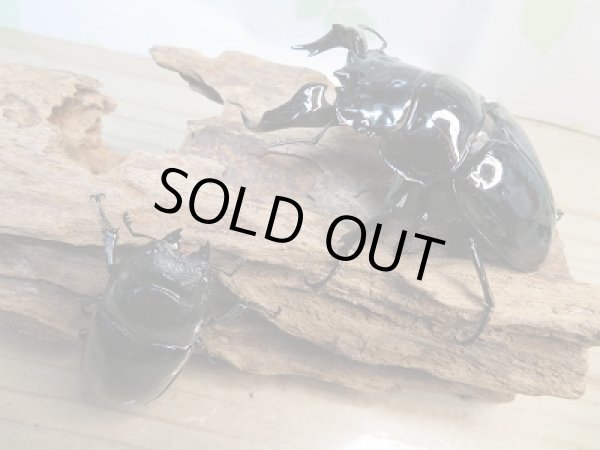 画像5: ☆大型新成虫☆タランドゥスオオツヤクワガタ♂83ミリ♀54ミリペア販売!! (5)