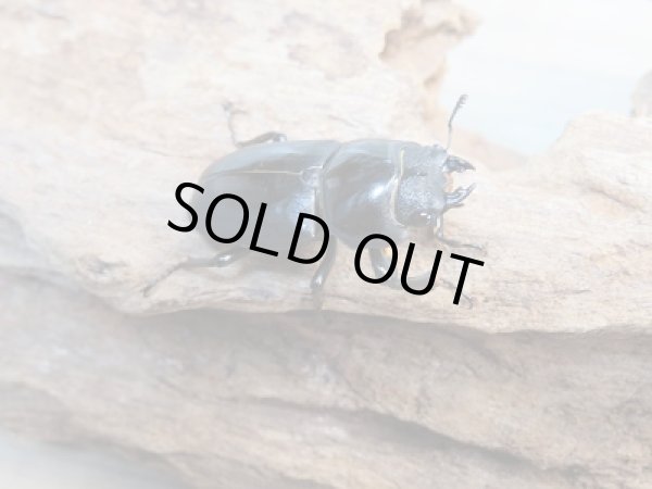 画像4: レア種☆WF2☆ウーコクワ（ドルクス・ウー）♂37ミリ♀30ミリ別血統ペア販売！！ (4)