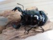 画像2: ☆大型新成虫☆タランドゥスオオツヤクワガタ♂83ミリ♀54ミリペア販売！！ (2)