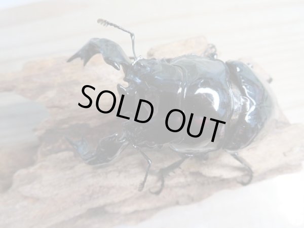 画像2: ☆大型新成虫☆タランドゥスオオツヤクワガタ♂83ミリ♀54ミリペア販売!! (2)