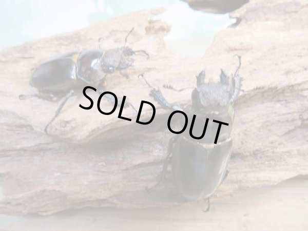 画像4: ☆今季ブリード用☆ウェムケンミヤマクワガタ♂48ミリ♀37ミリ＋♀34ミリトリオ販売！！ (4)