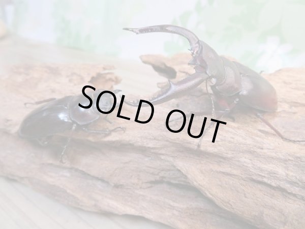 画像6: 新成虫☆ホワイトアイ☆マンディブラリスフタマタクワガタ（赤マンディ）♂66ミリ♀44ミリペア販売！！ (6)