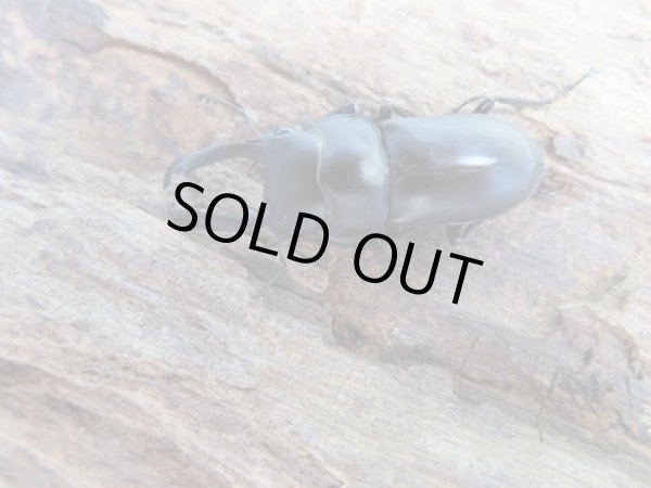 画像2: 新成虫☆WF2☆ソンコクワガタ（ドルクス・ソン）♂34ミリ〜35ミリ♀フリーサイズペア販売！！ (2)