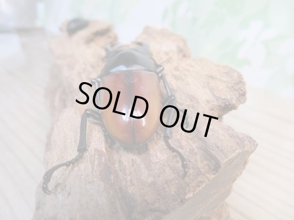 画像3: ☆新成虫☆アローコクワガタ（亜種リエン）♂70ミリ♀39ミリペア販売！！ (3)