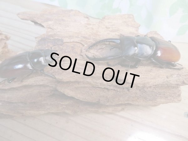 画像5: ☆新成虫☆アローコクワガタ（亜種リエン）♂70ミリ♀39ミリペア販売！！ (5)