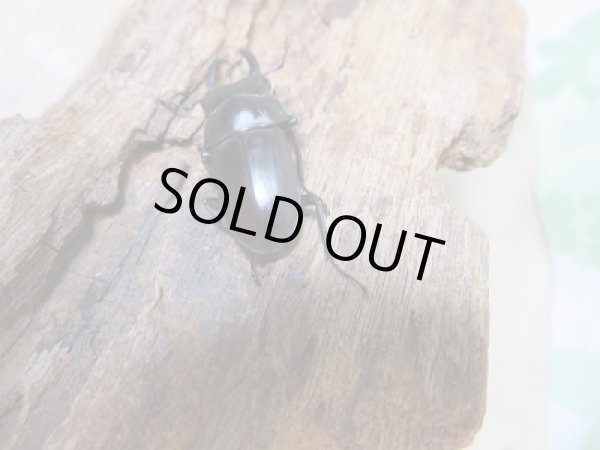 画像3: 新成虫☆WF2☆ソンコクワガタ（ドルクス・ソン）♂34ミリ〜35ミリ♀フリーサイズペア販売！！ (3)