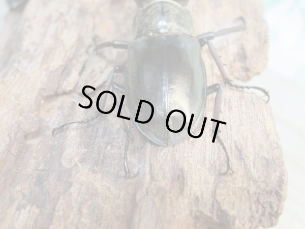 画像3: ☆今季ブリード用☆ウェムケンミヤマクワガタ♂48ミリ♀37ミリ＋♀34ミリトリオ販売！！ (3)