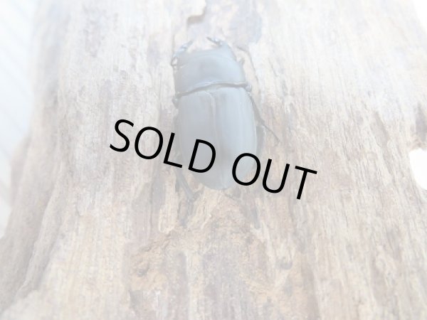 画像2: ☆新成虫☆ムシモンオオクワガタ♂29ミリ♀フリーサイズペア販売！！ (2)