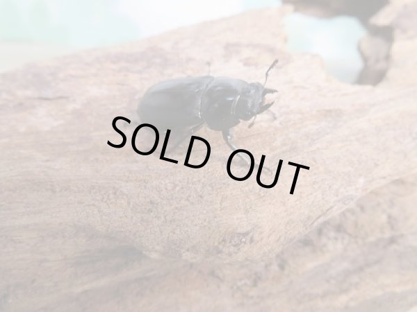 画像4: 新成虫☆WF2☆ソンコクワガタ（ドルクス・ソン）♂34ミリ〜35ミリ♀フリーサイズペア販売！！ (4)