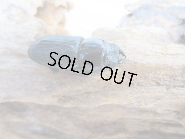 画像3: ☆新成虫☆ムシモンオオクワガタ♂29ミリ♀フリーサイズペア販売！！ (3)