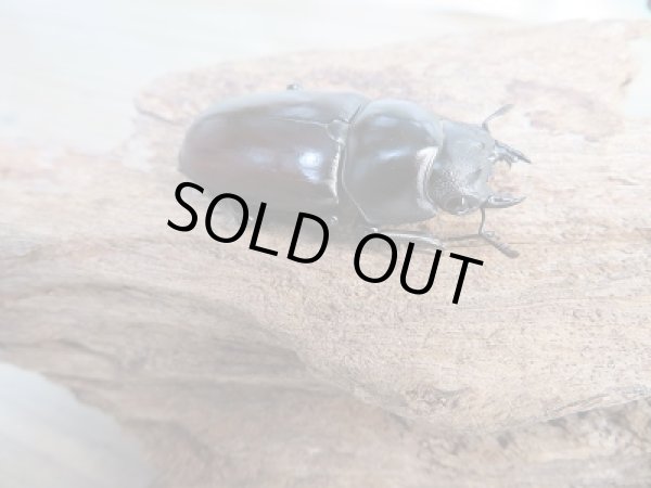 画像4: ☆新成虫☆アローコクワガタ（亜種リエン）♂70ミリ♀39ミリペア販売！！ (4)