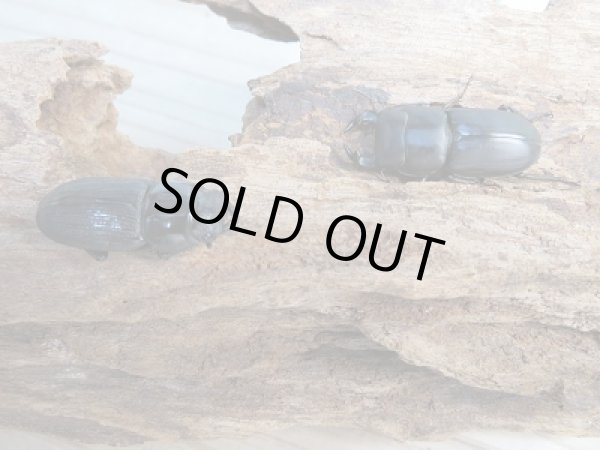 画像4: ☆新成虫☆ムシモンオオクワガタ♂29ミリ♀フリーサイズペア販売！！ (4)