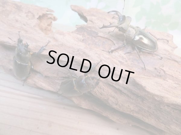 画像5: ☆今季ブリード用☆ウェムケンミヤマクワガタ♂48ミリ♀37ミリ＋♀34ミリトリオ販売！！ (5)