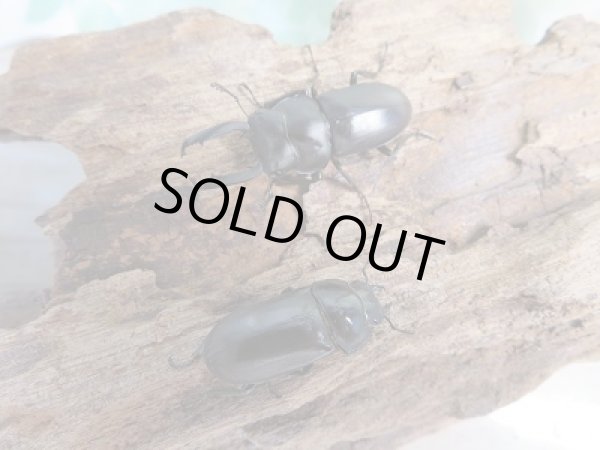 画像5: 新成虫☆WF2☆ソンコクワガタ（ドルクス・ソン）♂34ミリ〜35ミリ♀フリーサイズペア販売！！ (5)