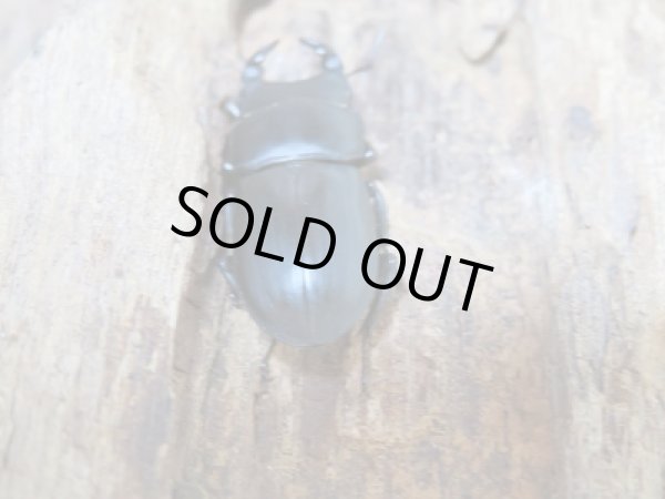 画像2: ☆新成虫☆ムシモンオオクワガタ♂25ミリ♀フリーサイズペア販売！！ (2)