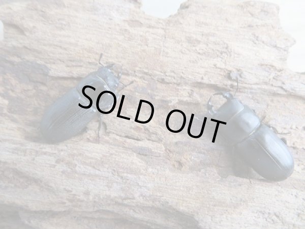 画像4: ☆新成虫☆ムシモンオオクワガタ♂25ミリ♀フリーサイズペア販売！！ (4)