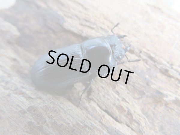 画像3: ☆新成虫☆ムシモンオオクワガタ♂25ミリ♀フリーサイズペア販売！！ (3)