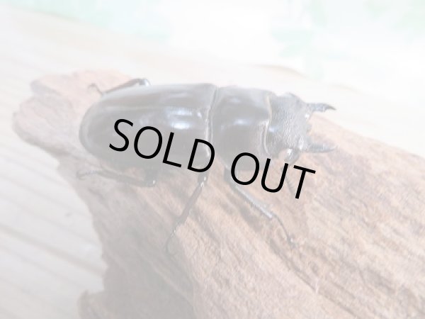 画像4: 新成虫☆ホワイトアイ☆マンディブラリスフタマタクワガタ（赤マンディ）♂66ミリ♀44ミリペア販売！！ (4)