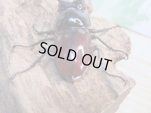 画像3: ☆美麗新成虫☆オーベルチュールクロツヤシカクワガタ♂55ミリ♀30ミリペア販売！！ (3)