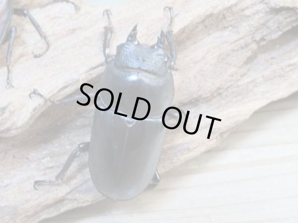 画像5: ☆限定1セットのみ☆ドンキエールコクワガタ（赤ドンキ）・ドンキエルハンプイ（黒ドンキ）即ブリ2ペアセット販売！！ (5)