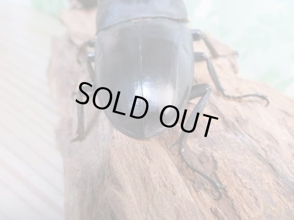 画像3: ☆新成虫☆テイオウヒラタクワガタ♂98ミリ♀48ミリペア販売！！ (3)