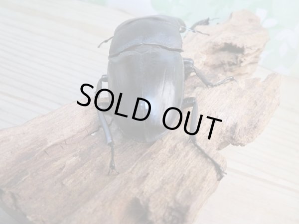 画像3: ☆新成虫☆パラワンオオヒラタクワガタ♂104ミリ♀50ミリペア販売！！ (3)