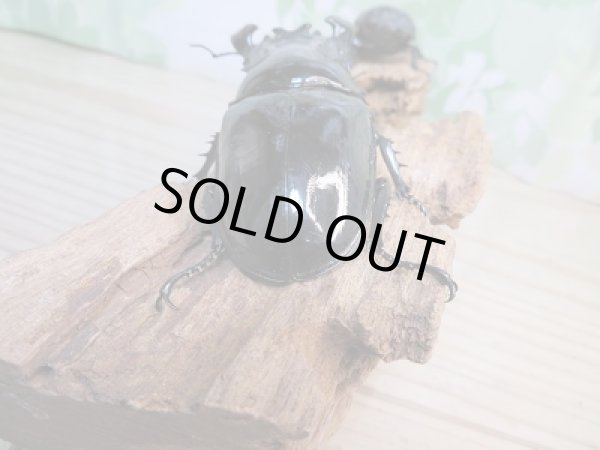 画像3: ☆大型新成虫☆タランドゥスオオツヤクワガタ♂86ミリ♀57ミリペア販売！！ (3)