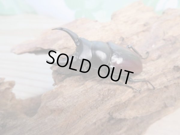 画像2: ☆限定1セットのみ☆ドンキエールコクワガタ（赤ドンキ）・ドンキエルハンプイ（黒ドンキ）即ブリ2ペアセット販売！！ (2)