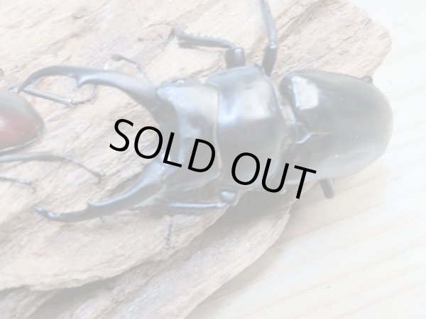 画像4: ☆限定1セットのみ☆ドンキエールコクワガタ（赤ドンキ）・ドンキエルハンプイ（黒ドンキ）即ブリ2ペアセット販売！！ (4)