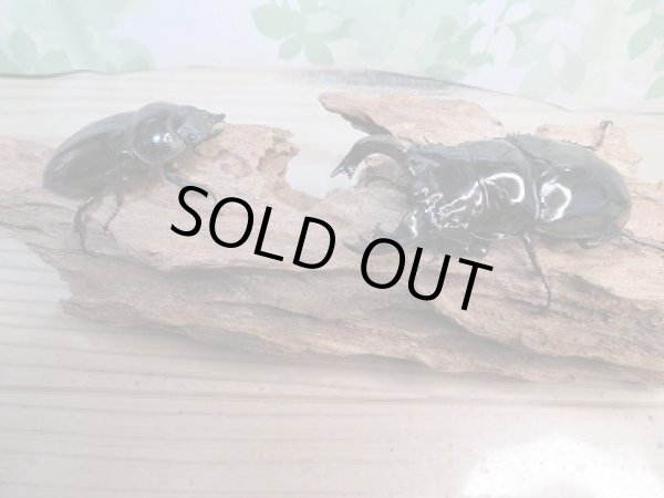 画像5: ☆大型新成虫☆タランドゥスオオツヤクワガタ♂86ミリ♀57ミリペア販売！！ (5)