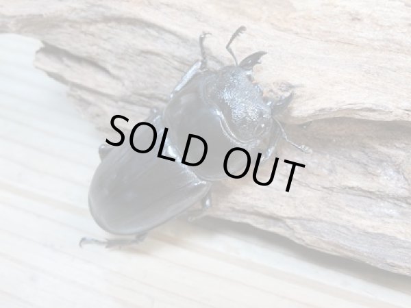 画像4: ☆新成虫☆パラワンオオヒラタクワガタ♂104ミリ♀50ミリペア販売！！ (4)