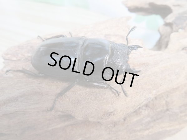 画像4: ☆新成虫☆テイオウヒラタクワガタ♂98ミリ♀48ミリペア販売！！ (4)