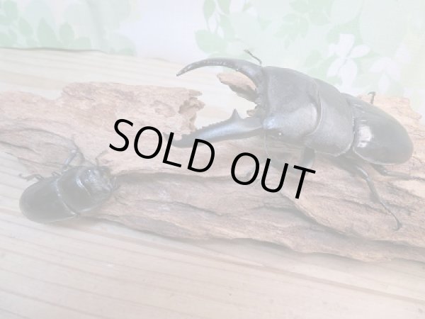 画像5: ☆新成虫☆パラワンオオヒラタクワガタ♂104ミリ♀50ミリペア販売！！ (5)