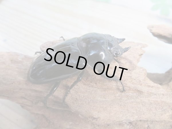 画像4: ☆大型新成虫☆タランドゥスオオツヤクワガタ♂86ミリ♀57ミリペア販売！！ (4)