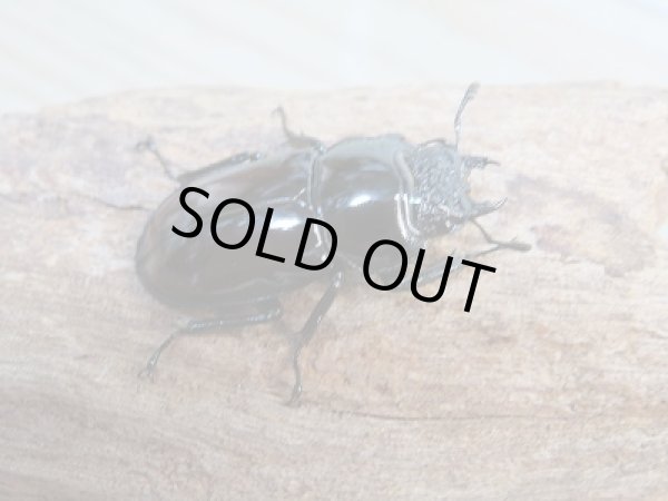 画像4: ☆美麗新成虫☆オーベルチュールクロツヤシカクワガタ♂55ミリ♀30ミリペア販売！！ (4)